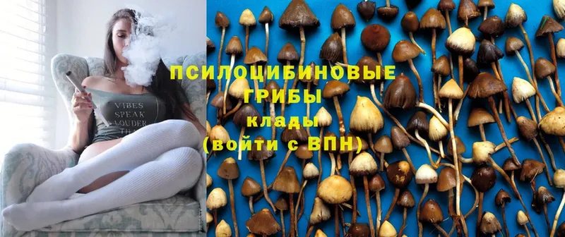 купить  сайты  Северобайкальск  Галлюциногенные грибы Cubensis 